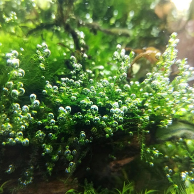 Мох Бабл Moss sp. Bubble (меристемное растение)